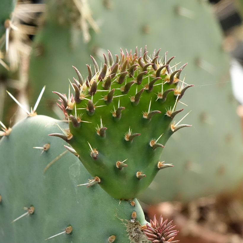 Opuntia discata (Fogliame)