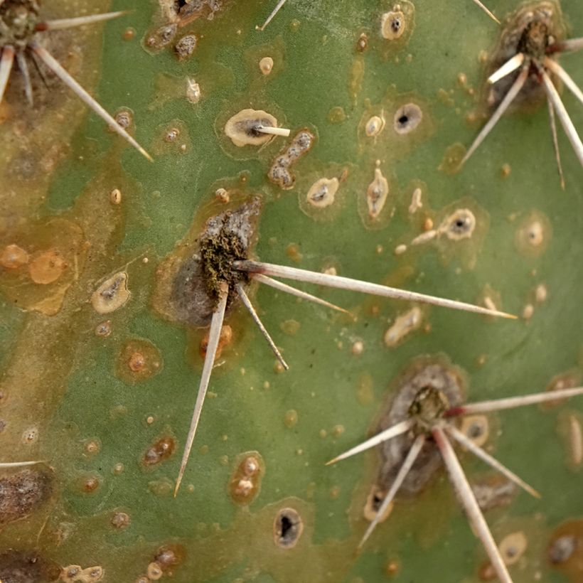Opuntia discata (Fogliame)