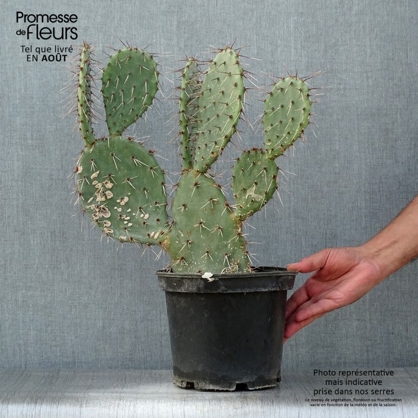 Esemplare di Opuntia dulcis Vaso da 4L/5L consegnato in estate