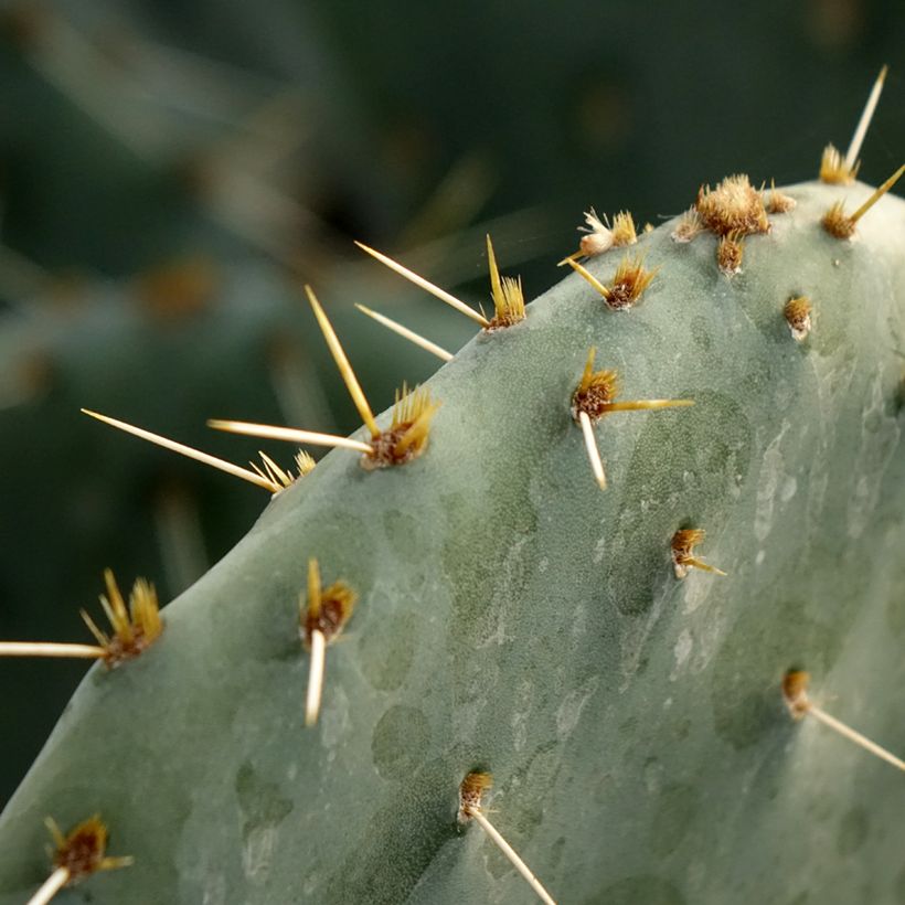 Opuntia engelmannii Belen (Fogliame)