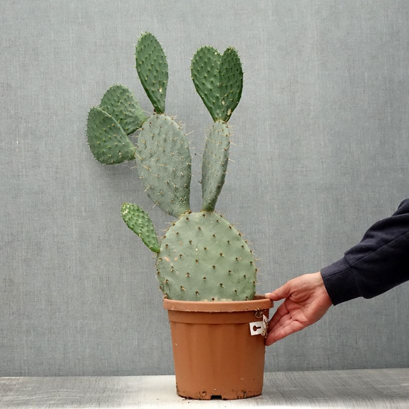 Esemplare di Opuntia engelmannii Vaso da 4L/5L consegnato in estate