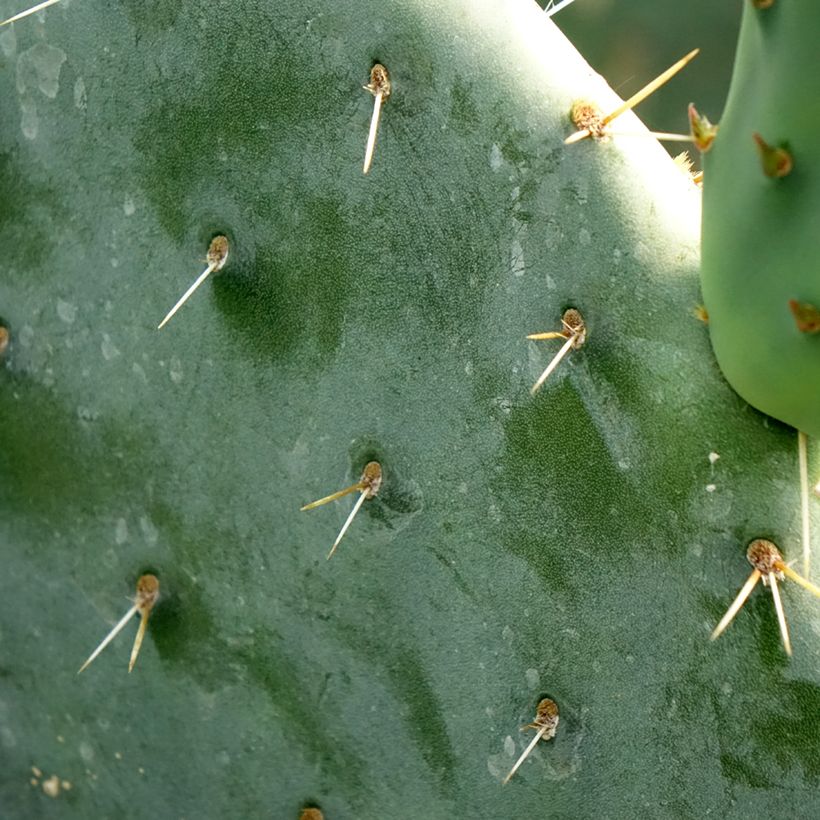 Opuntia engelmannii (Fogliame)