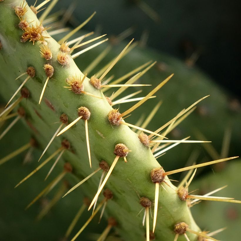 Opuntia engelmannii (Fogliame)