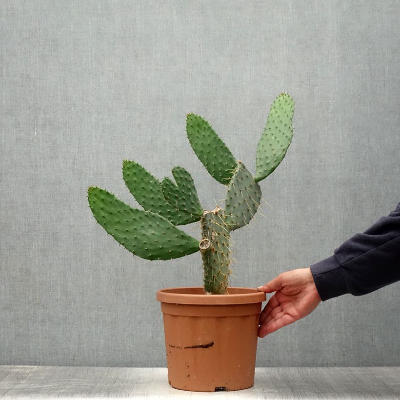 Esemplare di Opuntia engelmannii var.linguiformis Vaso da 4L/5L consegnato in estate