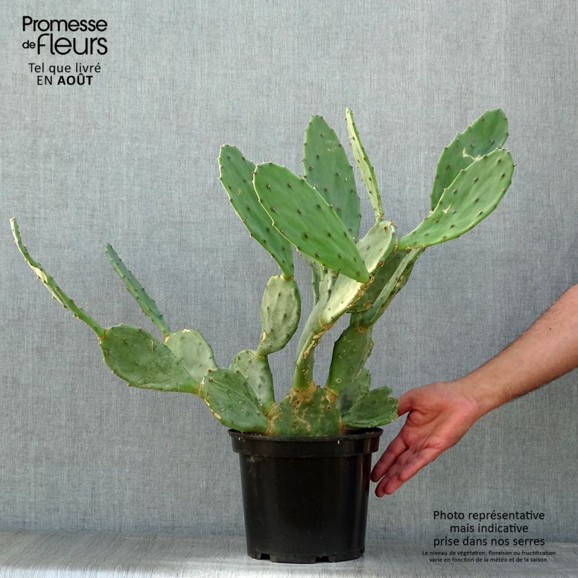 Esemplare di Opuntia engelmannii var. rastrera Vaso da 4L/5L consegnato in estate