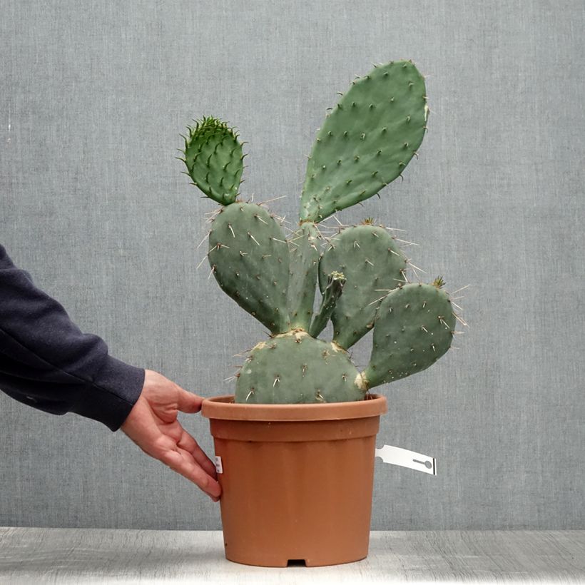 Esemplare di Opuntia gregoriana Vaso da 4L/5L consegnato in estate