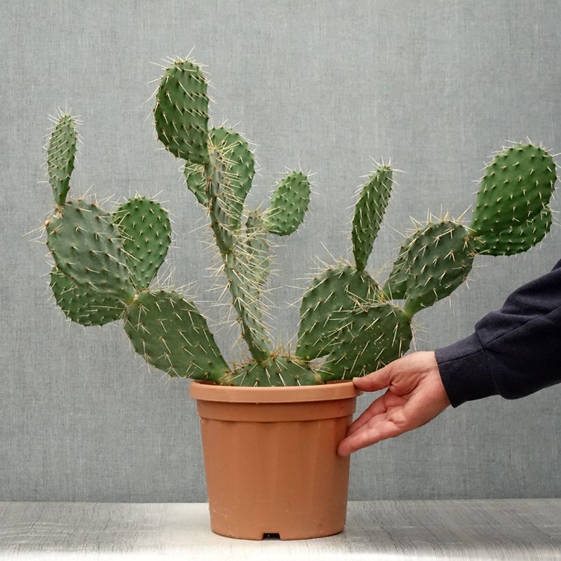 Esemplare di Opuntia howeyi Vaso da 4L/5L consegnato in estate