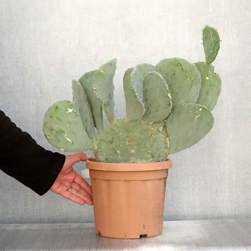 Esemplare di Opuntia laevis Vaso da 4L/5L come consegnato in autunno