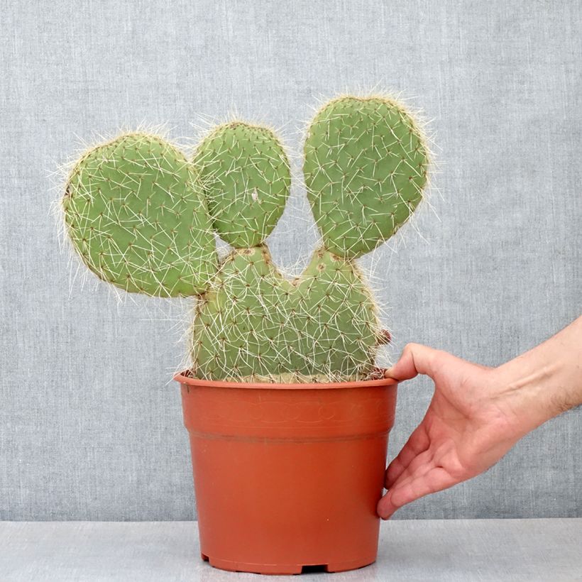 Opuntia leucotricha - Cactus raquette - Pot de 4L/5L esemplare consegnato in primavera