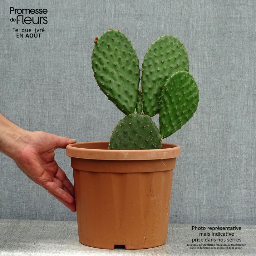 Esemplare di Opuntia lubrica Vaso da 3L/4L consegnato in estate
