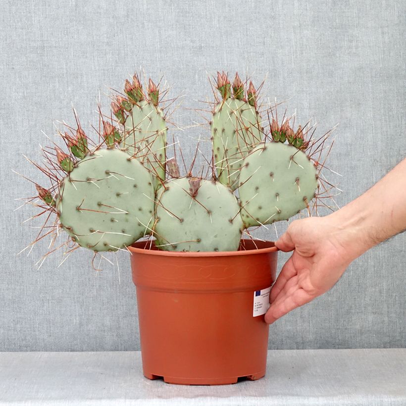 Opuntia macrocentra - Cactus raquette - Pot de 4L/5L esemplare consegnato in primavera