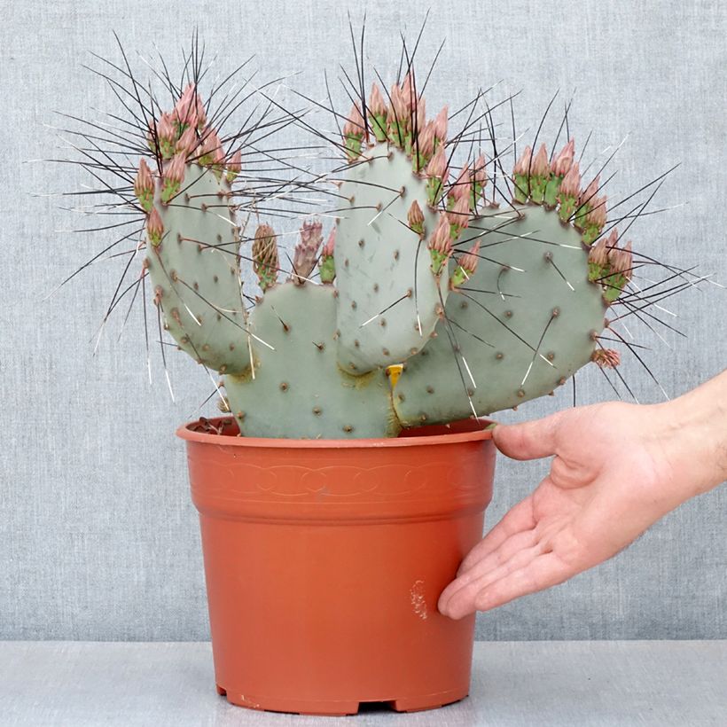 Opuntia macrocentra (épines noires) - Cactus raquette - Pot de 4L/5L esemplare consegnato in primavera