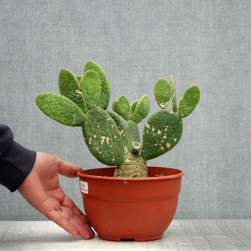 Esemplare di Opuntia microdasys Caress Vaso da 3L/4L consegnato in estate