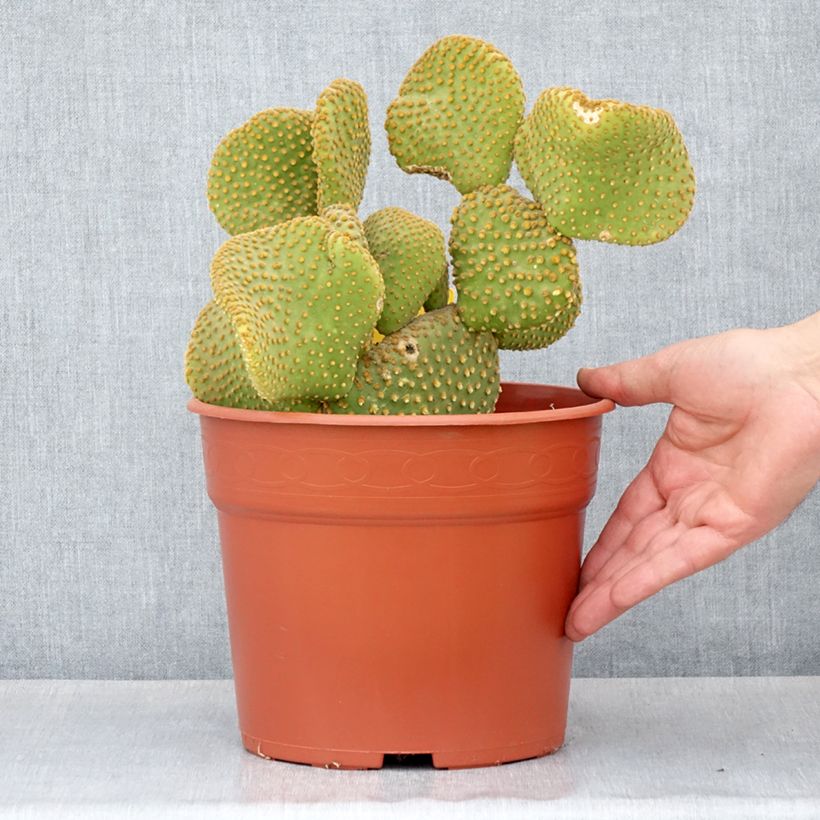 Opuntia microdasys 'Undulata' - Cactus raquette Pot de 4L/5L, 20/25 diamètre esemplare consegnato in primavera