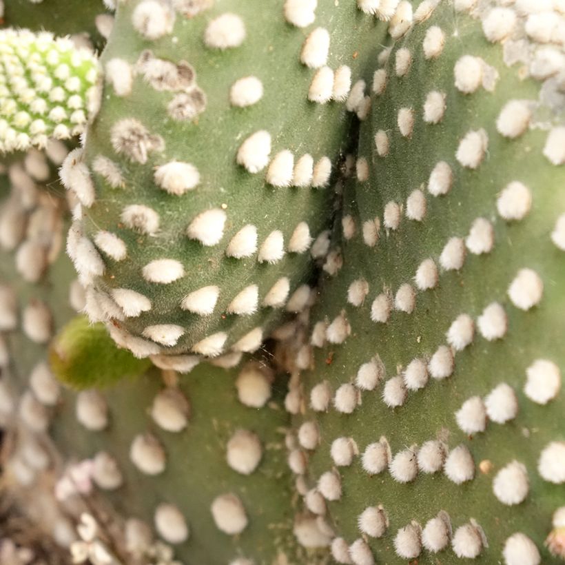 Opuntia microdasys var. albispina - Fico d'India (Fogliame)