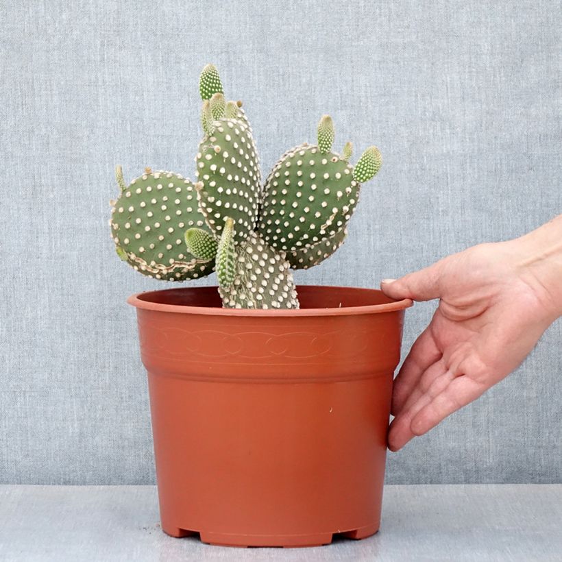 Opuntia microdasys var. albispina - Cactus raquette - Pot de 4L/5L esemplare consegnato in primavera