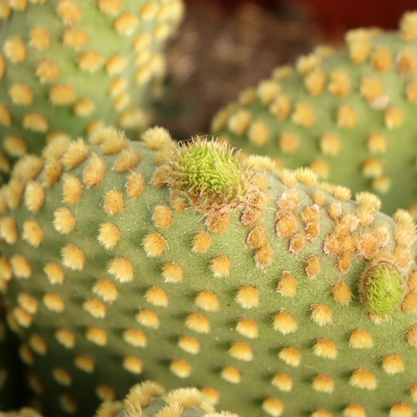 Opuntia microdasys var. pallida - Fico d'India (Fogliame)