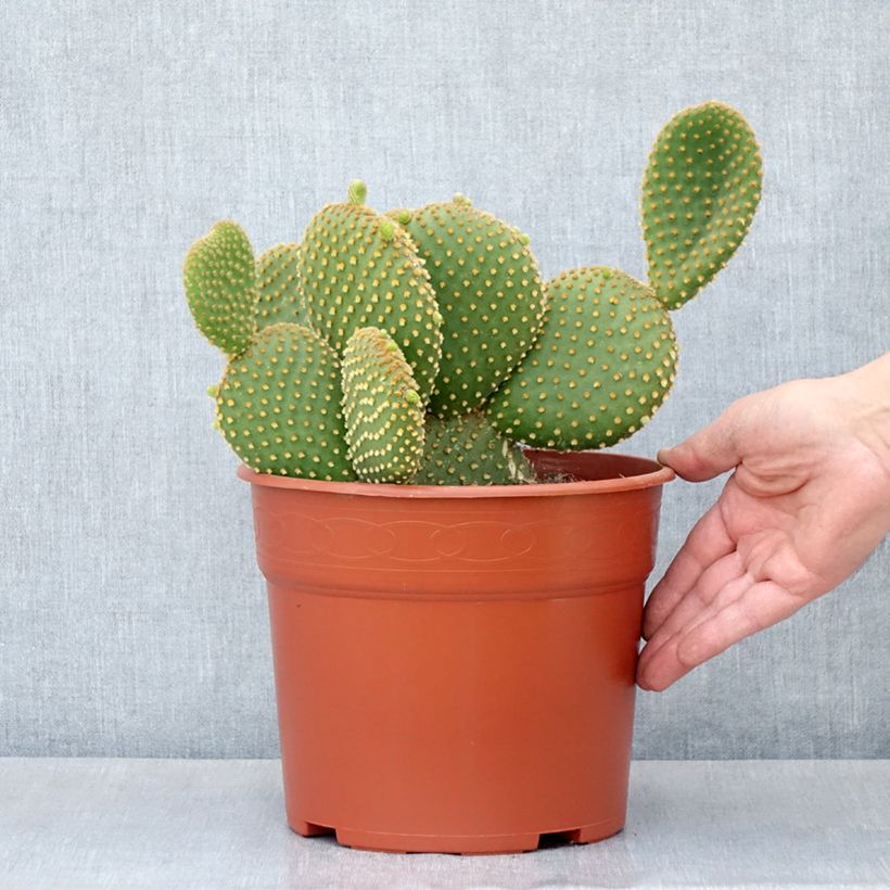 Opuntia microdasys var. pallida - Cactus raquette - Pot de 4L/5L esemplare consegnato in primavera