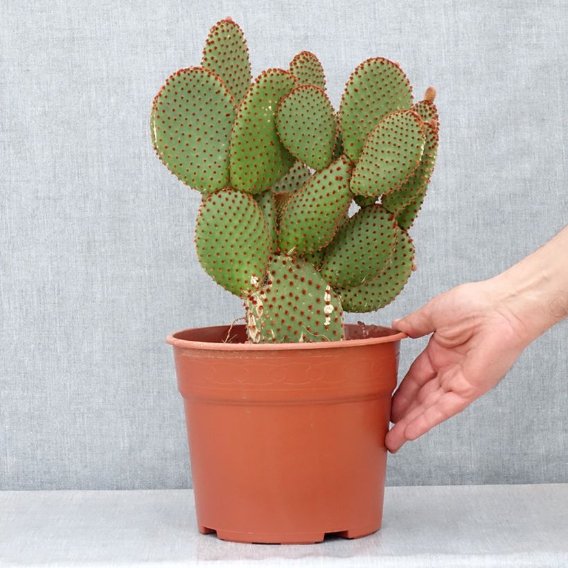 Opuntia microdasys var. rufida - Cactus raquette - Pot de 4L/5L esemplare consegnato in primavera