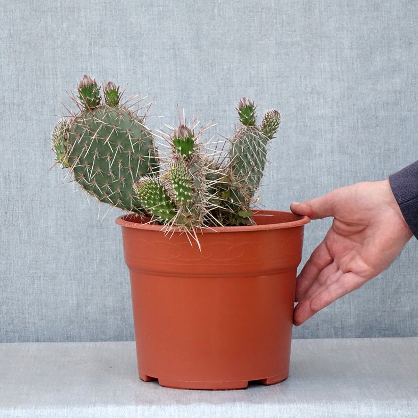 Opuntia polyacantha - Cactus raquette - Pot de 4L/5L esemplare consegnato in primavera