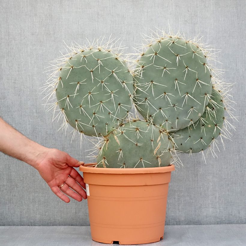 Opuntia robusta - Fico d' India Vaso da 7,5L/10L esemplare consegnato in primavera