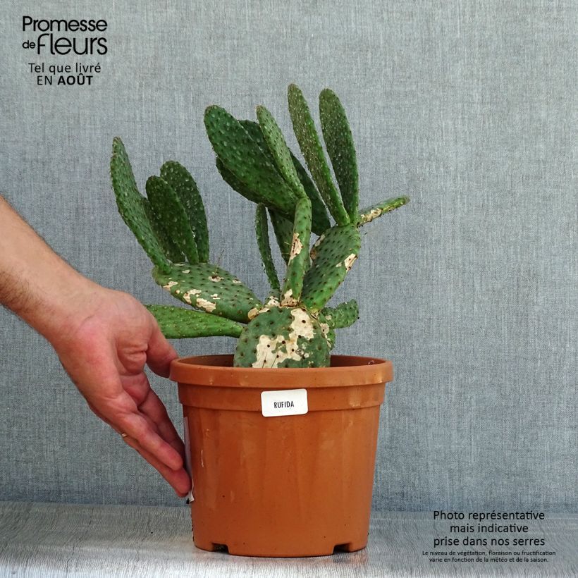 Esemplare di Opuntia rufida Vaso da 3L/4L consegnato in estate