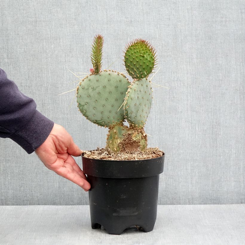 Opuntia santa-rita - Cactus raquette Pot de 3L/4LHauteur livrée env. 20/30cm esemplare consegnato in primavera