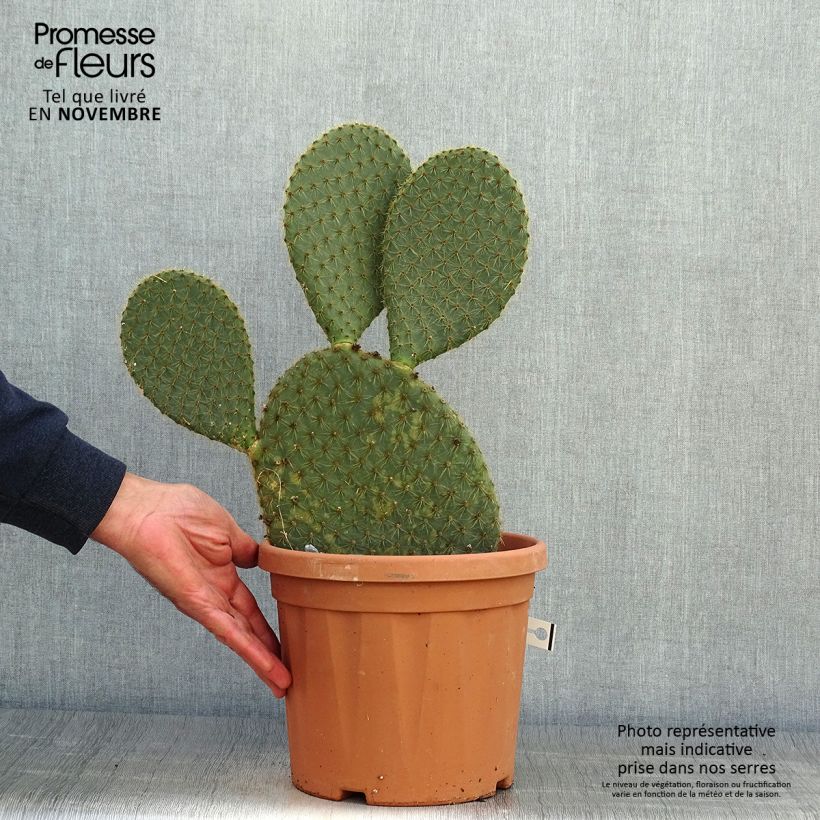 Esemplare di Opuntia scheeri Vaso da 4L/5L come consegnato in autunno