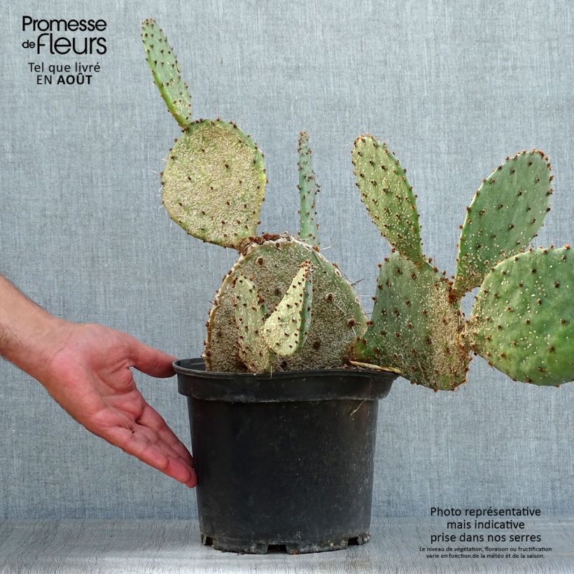 Esemplare di Opuntia semispinosa Vaso da 4L/5L consegnato in estate
