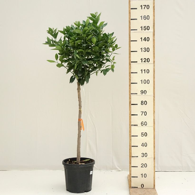 Citrus sinensis Oranger - Arancio Vaso da 18L/20L, Vaso impalcato medio esemplare consegnato in primavera