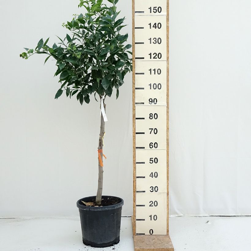 Esemplare di Citrus sinensis Oranger - Arancio Vaso da 18L/20L, Vaso impalcato medio consegnato in estate