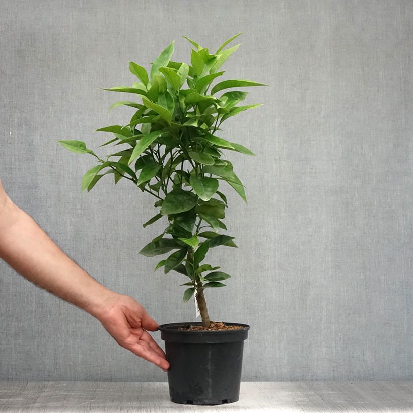 Esemplare di Citrus sinensis Washington Navel - Arancio Vaso da 3L/4L, Vaso impalcato basso consegnato in estate