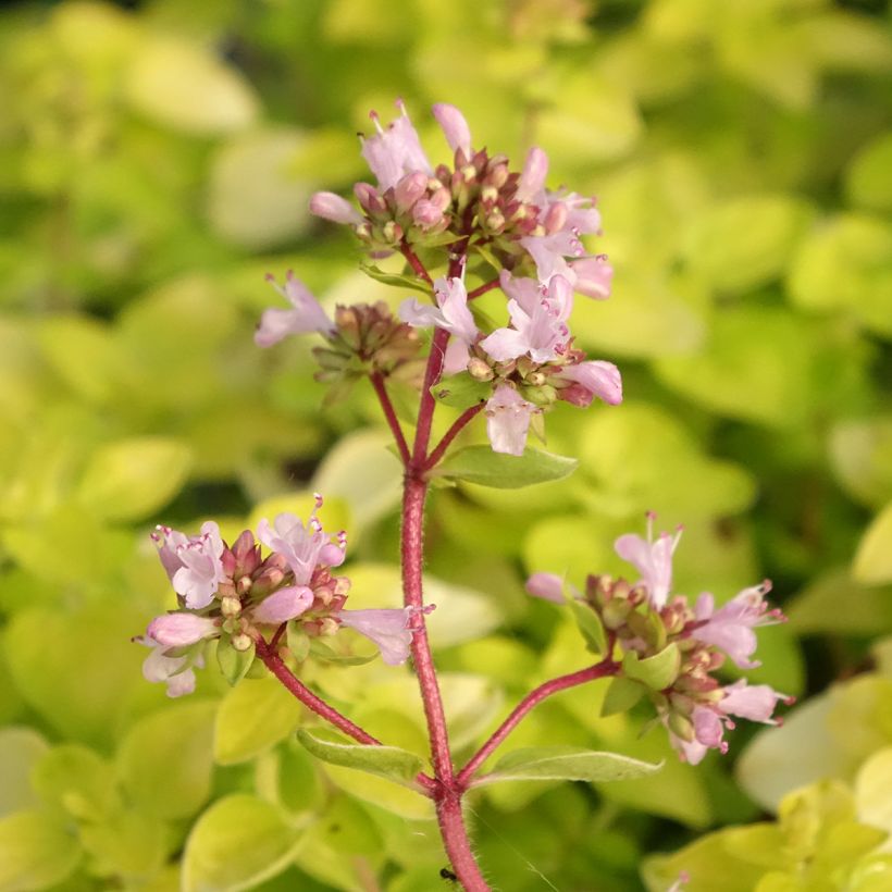 Origano dorato Norton Gold (Fioritura)
