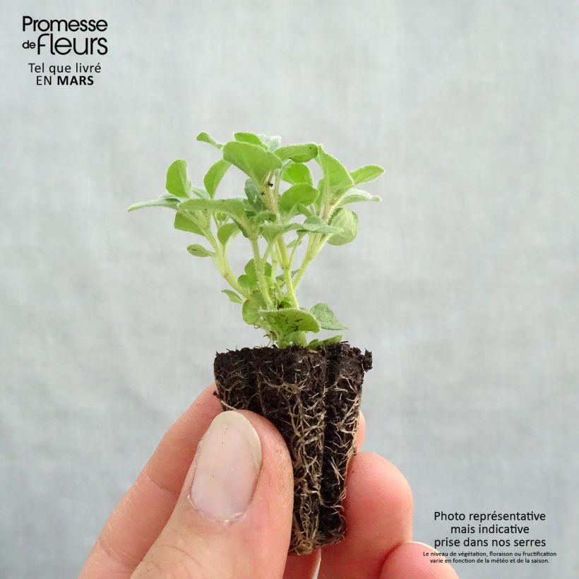 Origano comune Compactum Bio mini zolla... esemplare consegnato in primavera