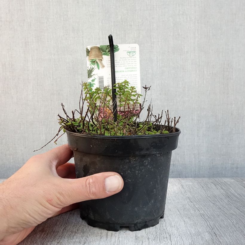 Esemplare di Origano comune Compactum Vaso da 1,5L/2L come consegnato in autunno