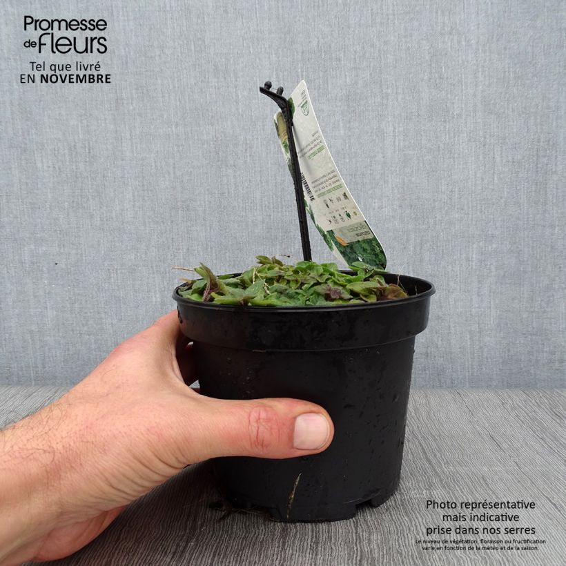 Esemplare di Origano - Origanum heracleoticum Vaso da 1,5L/2L come consegnato in autunno