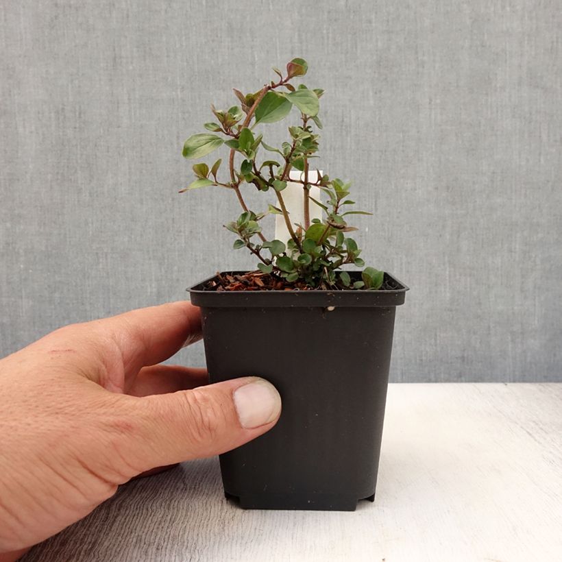 Esemplare di Origano Herrenhausen Vasetto da 8/9 cm consegnato in estate