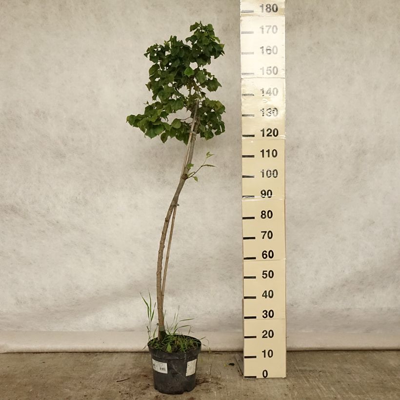 Esemplare di Ulmus glabra Nana - Olmo di montagna Vaso da 7,5L/10L consegnato in estate