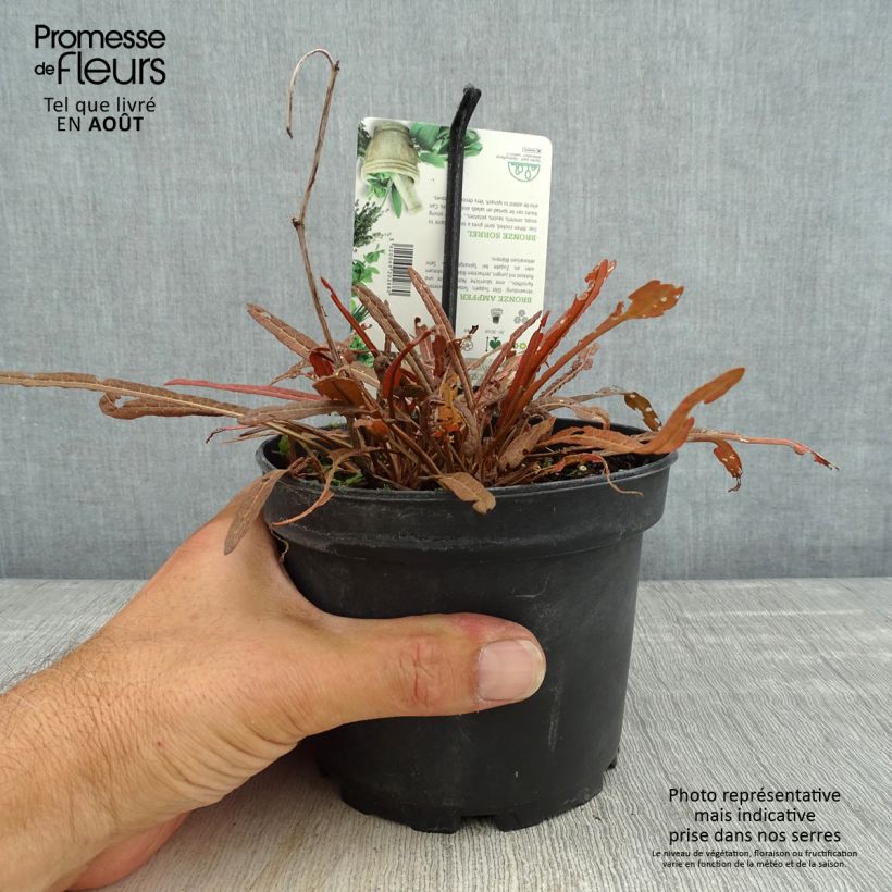 Esemplare di Rumex flexuosus Copper Sword Vaso da 1,5L/2L consegnato in estate