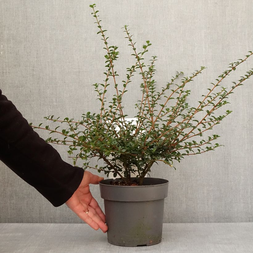 Osmanthus delavayi Perfume of Nature - Osmanto Vaso da 3L/4LAltezza consegnata circa 30/35cm esemplare consegnato in inverno