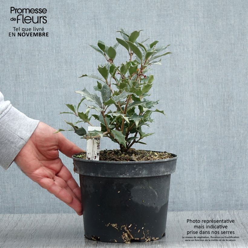 Esemplare di Osmanthus heterophyllus Purpureus - Osmanto Vaso da 3L/4L come consegnato in autunno