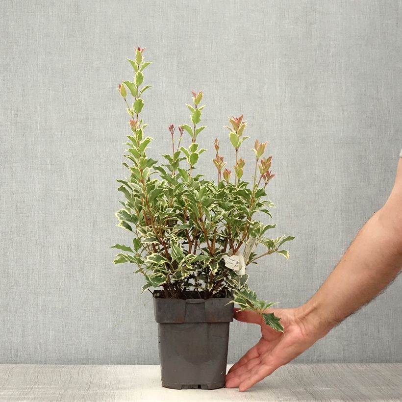 Esemplare di Osmanthus heterophyllus Variegatus - Osmanto Vaso da 2L/3L consegnato in estate