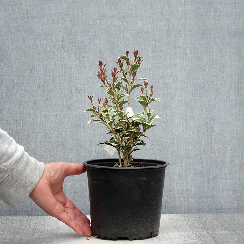 Esemplare di Osmanthus heterophyllus Variegatus - Osmanto Vaso da 3L/4L consegnato in estate
