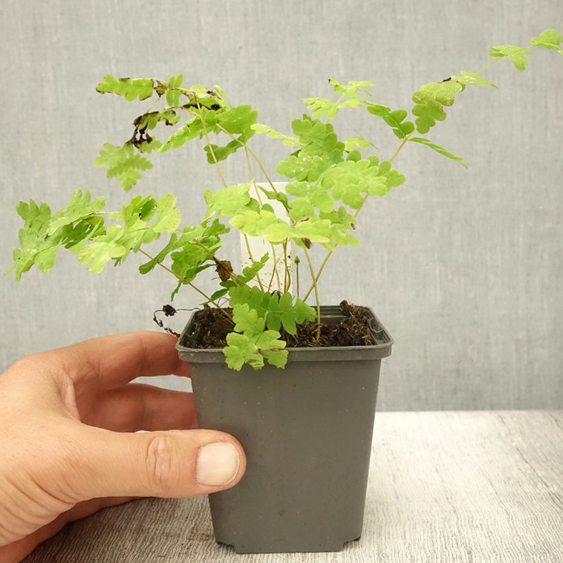 Esemplare di Osmunda claytoniana Vasetto da 8/9 cm consegnato in estate