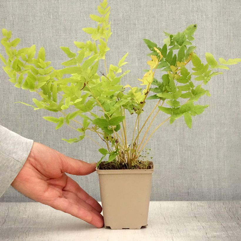 Esemplare di Osmunda regalis - Felce regale Vasetto da 8/9 cm consegnato in estate
