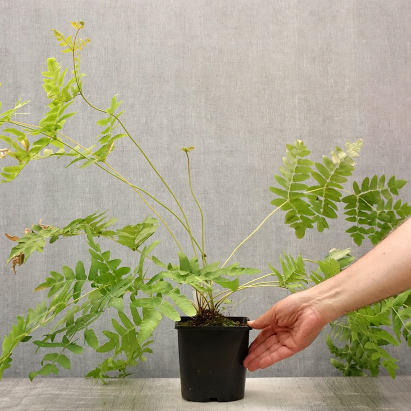 Esemplare di Osmunda regalis - Felce regale Vaso da 2L/3L consegnato in estate
