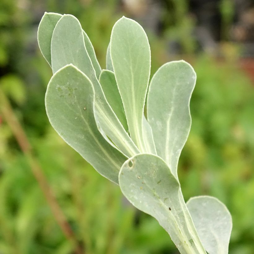 Othonna cheirifolia - Hertia a foglie di violacciocca (Fogliame)