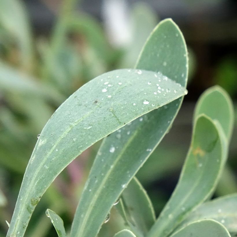 Othonna cheirifolia - Hertia a foglie di violacciocca (Fogliame)