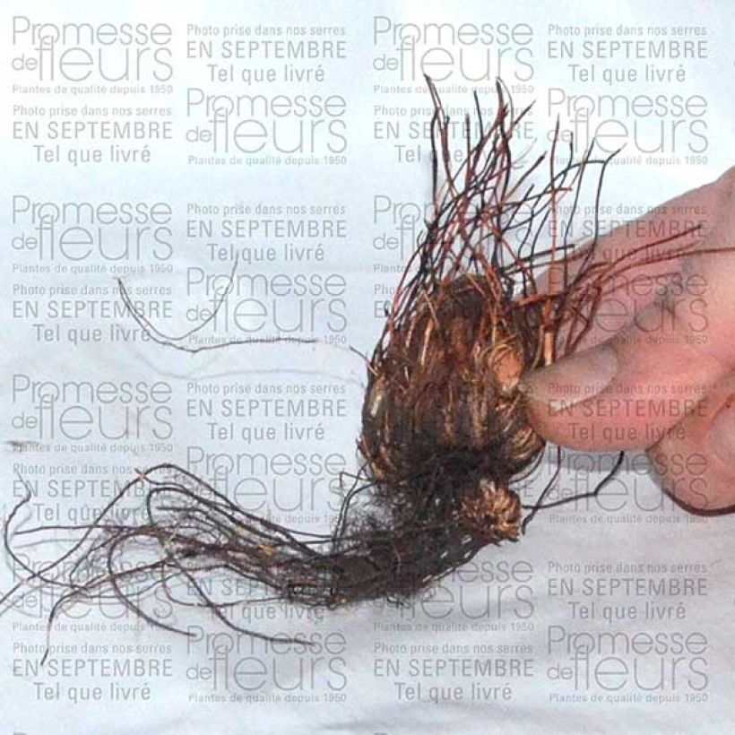 Esempio di esemplare Oxalis adenophylla - Ossalide rosa Bulbo taglia 6+ come consegnato