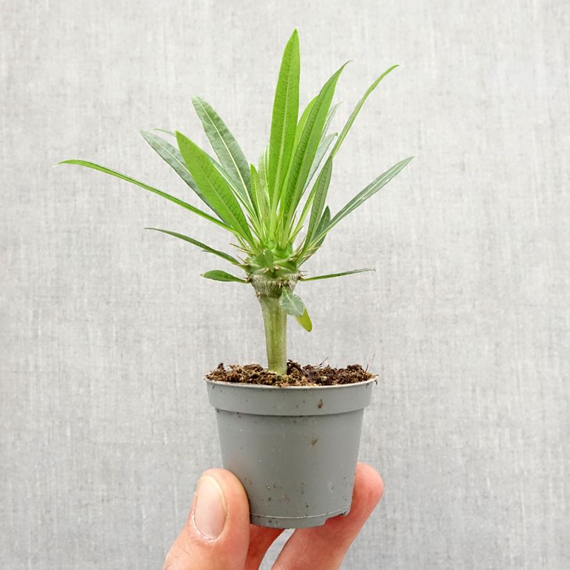 Pachypodium lamerei - Palmier de Madagascar Mini-plante esemplare consegnato in primavera